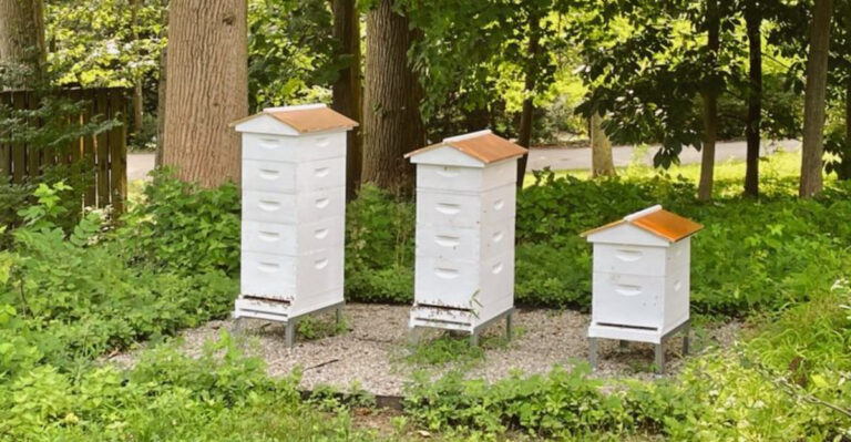 beehives