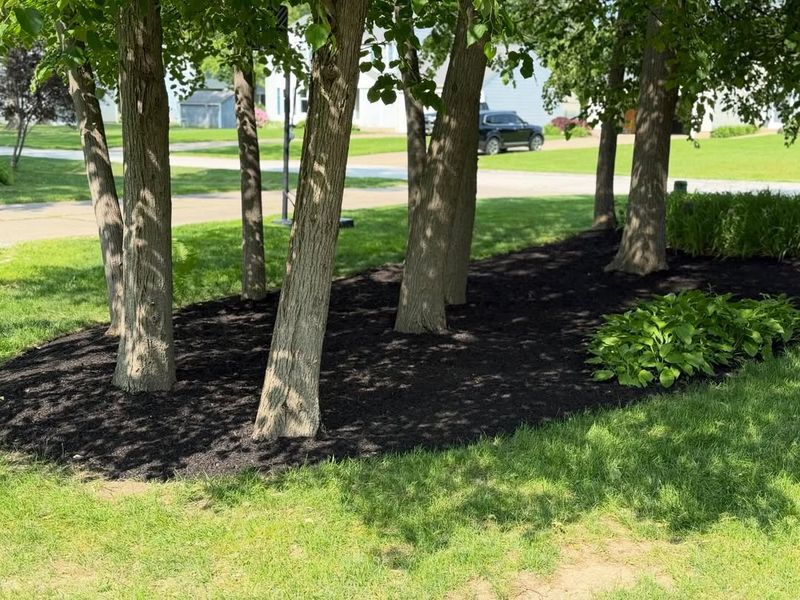 Mulch Helps Retain Moisture and Protect Roots from Temperature Swings