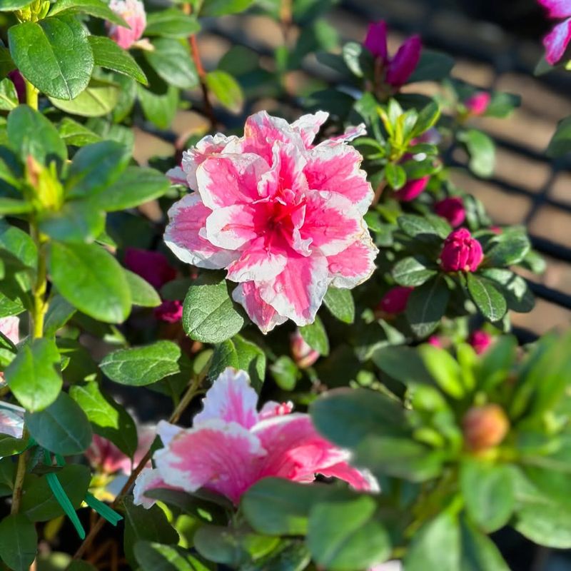 Low-Lying Frost Pockets