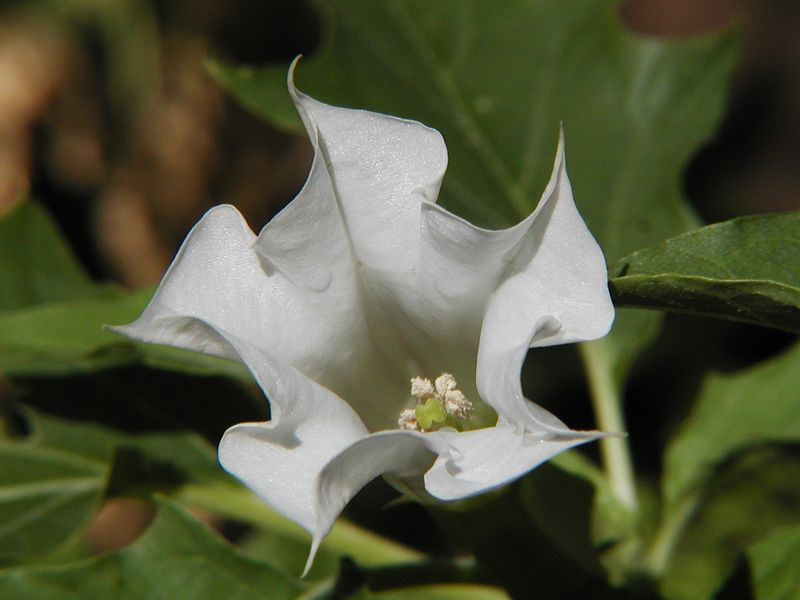 Datura