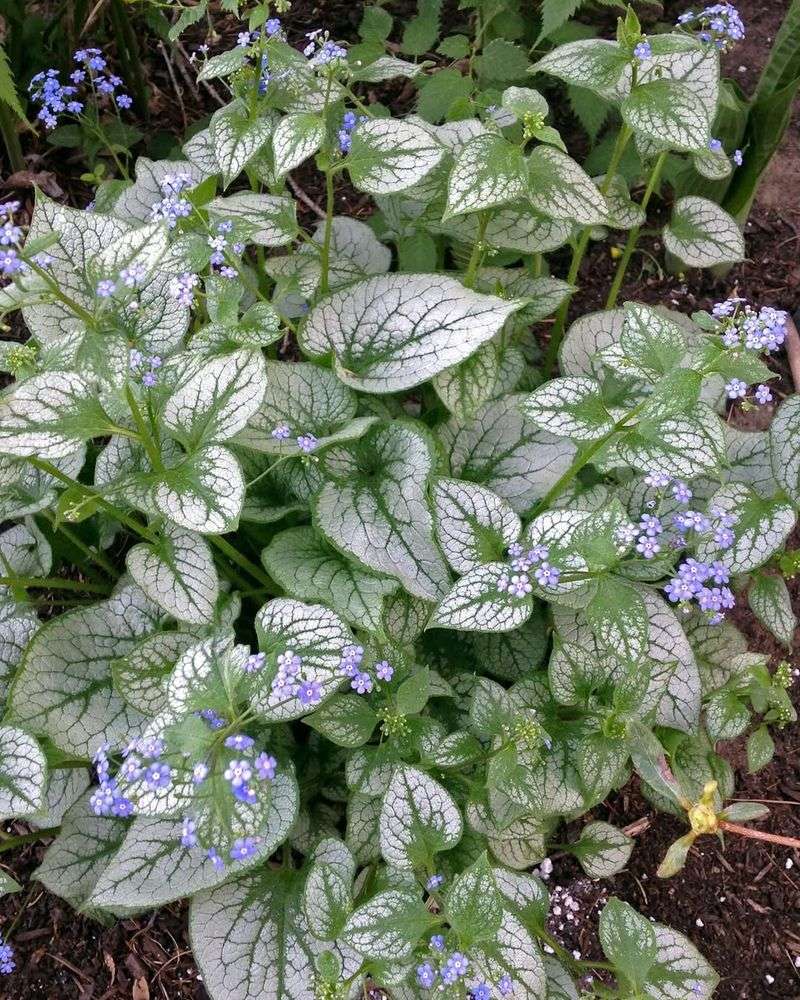 Brunnera: Heart-Shaped Leaves With Spring Sparkle
