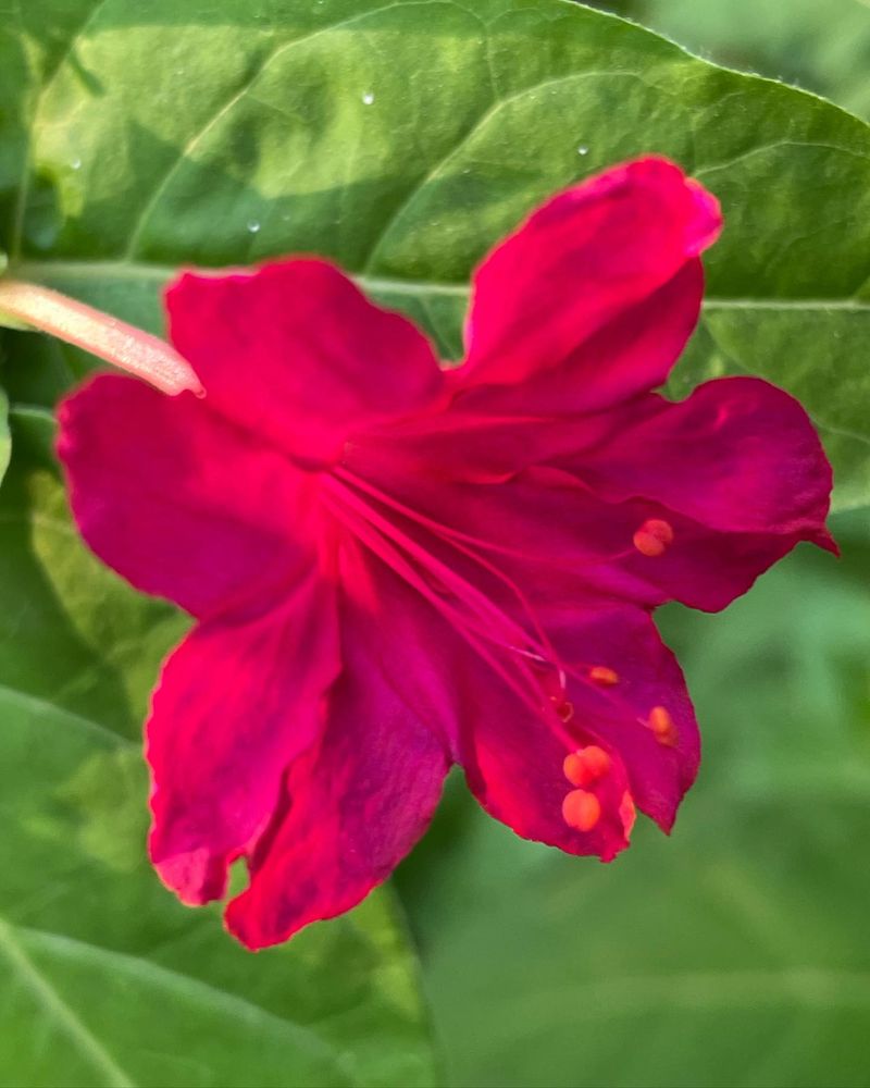 Four O'Clock Flower (Mirabilis Jalapa)