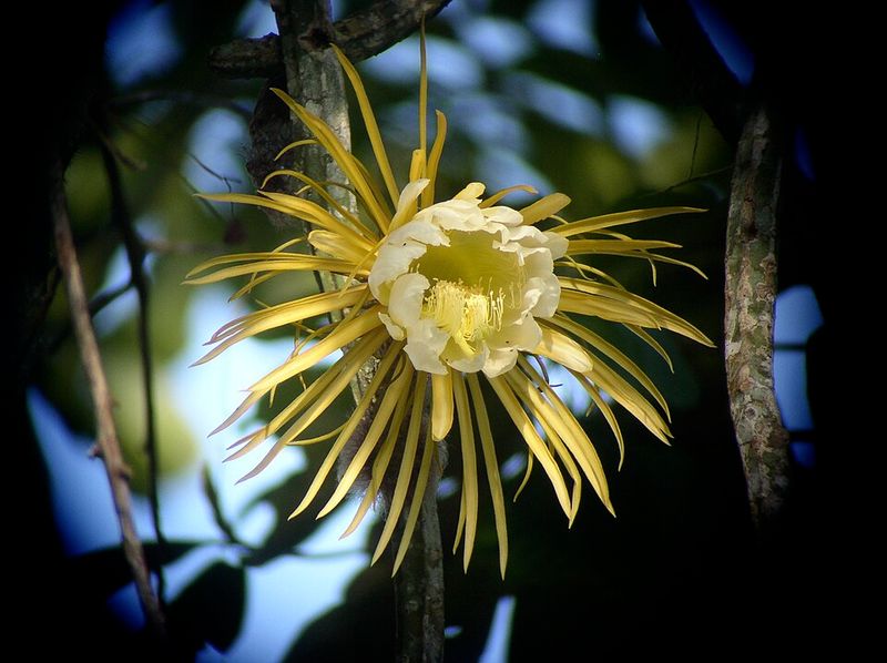 Queen of the Night (Selenicereus grandiflorus)