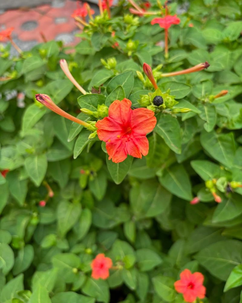 Four O'Clock Flowers