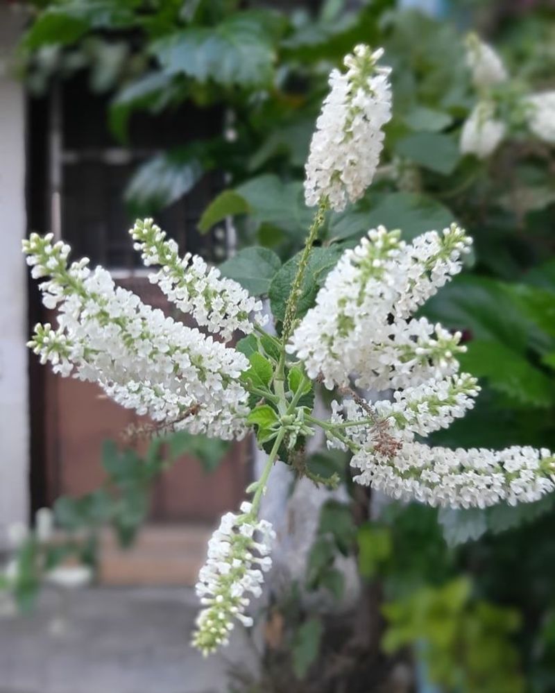 Sweet Almond Bush (Aloysia virgata)