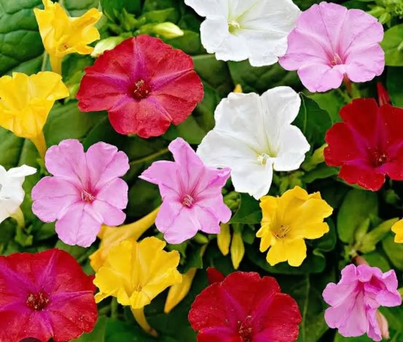 Four O'Clocks (Mirabilis jalapa)