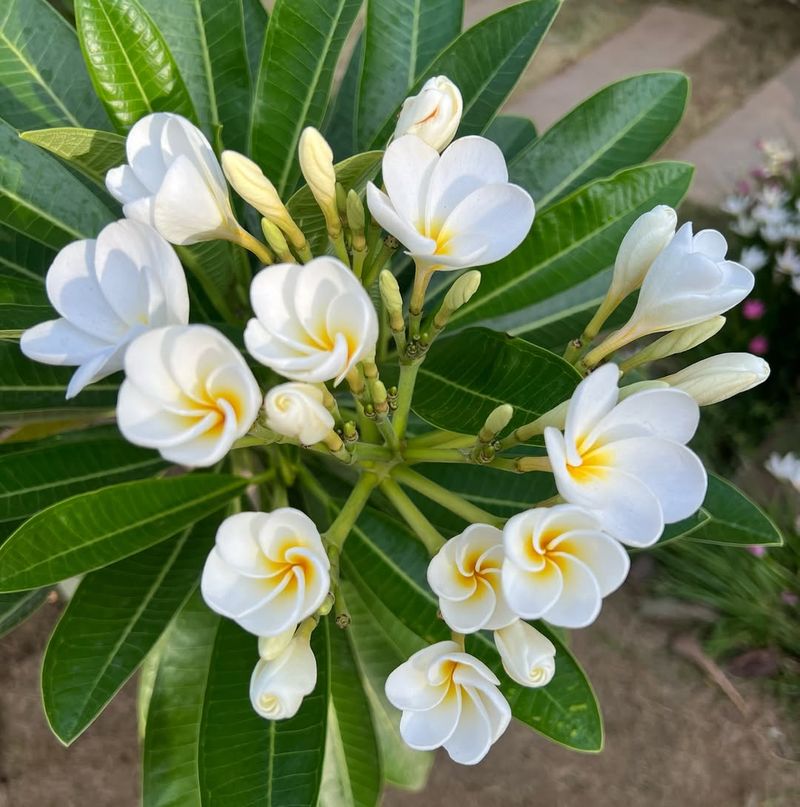 Plumeria