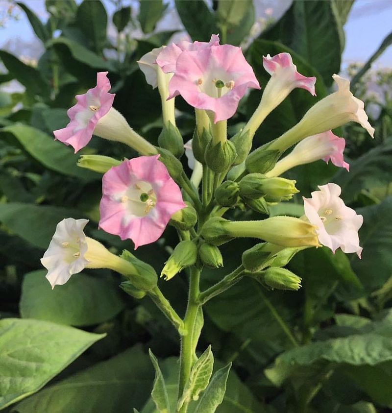 Flowering Tobacco (Nicotiana Alata)