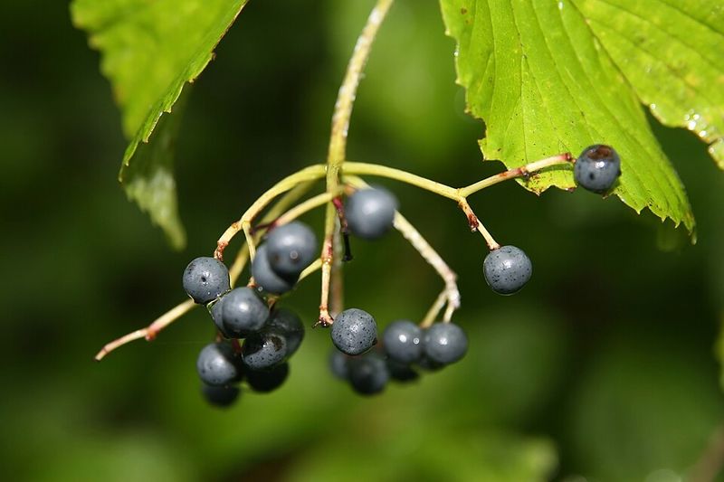 Arrowwood Viburnum Handles Ohio Winters And Feeds Wildlife