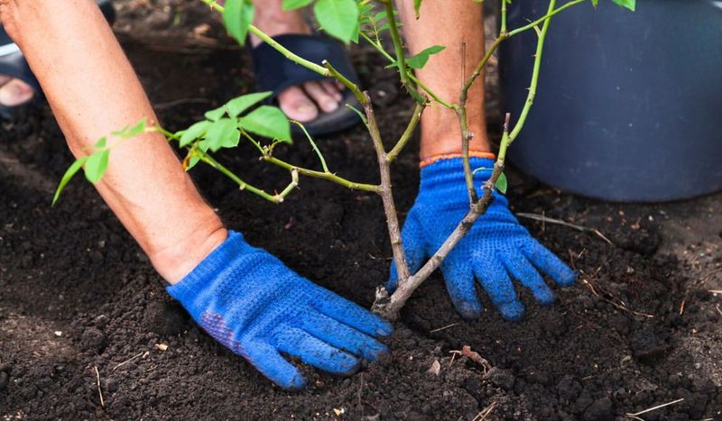 Wrong Mulch Type For Texas Climate