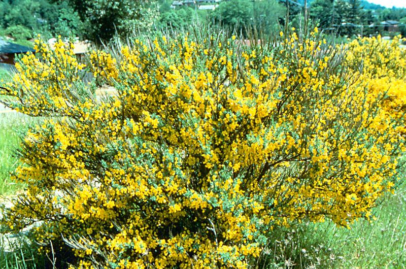 Fire Danger Increases With French Broom Present