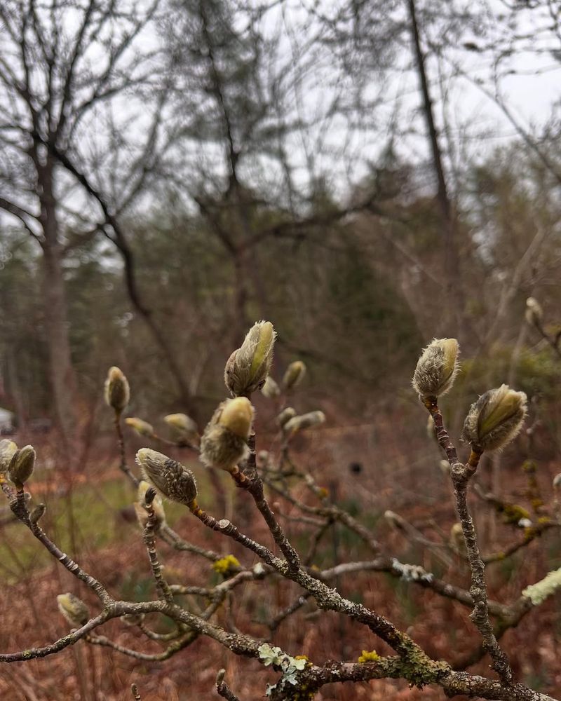 Why Pruning Forsythia In Winter Removes Next Year's Flowers
