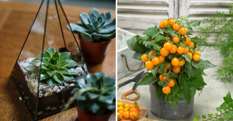 succulent arrangement and potted tomatoes on the patio