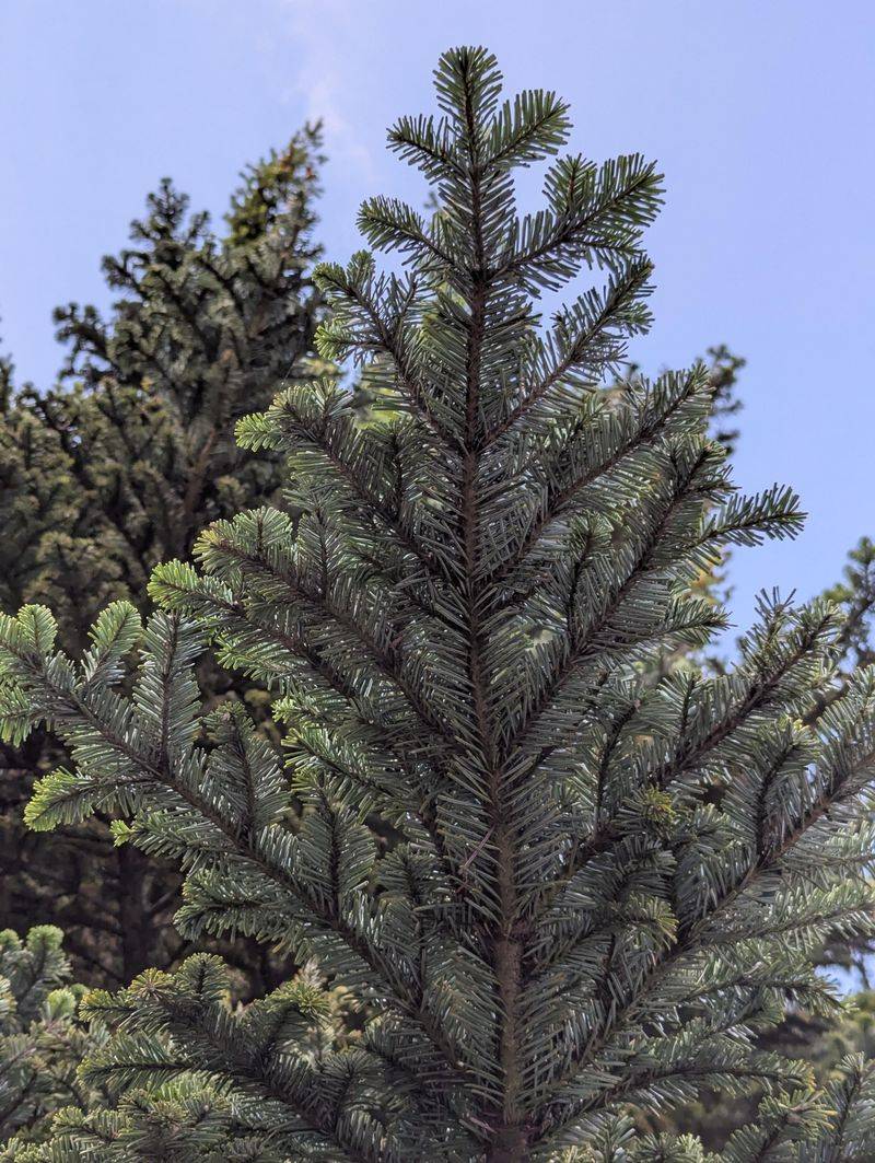 Pacific Silver Fir