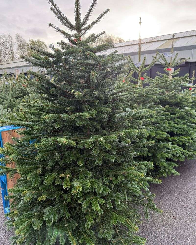 Nordmann Fir