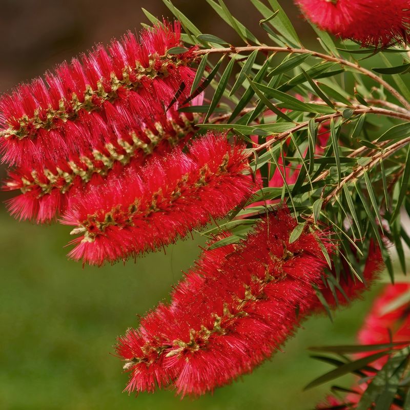 Bottlebrush (Callistemon Species)