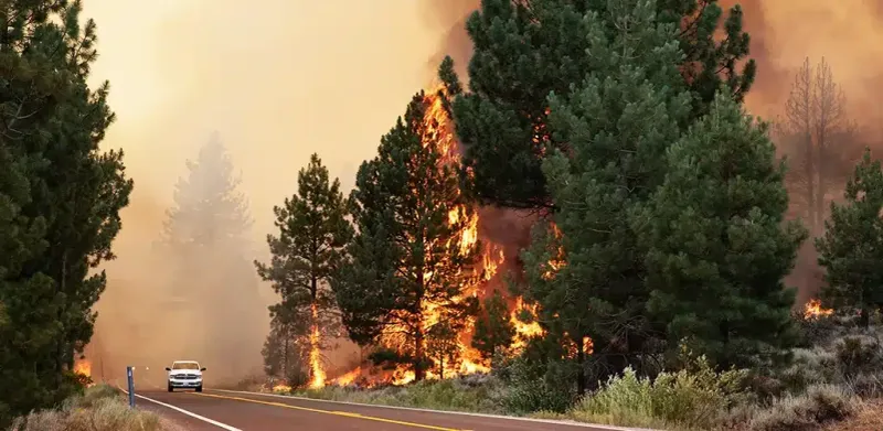 Trees Growing In High-Wind Fire Corridors