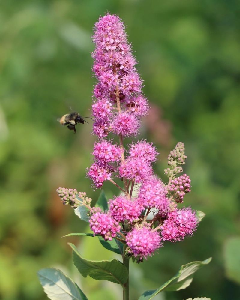 Douglas Spirea For Wet Areas