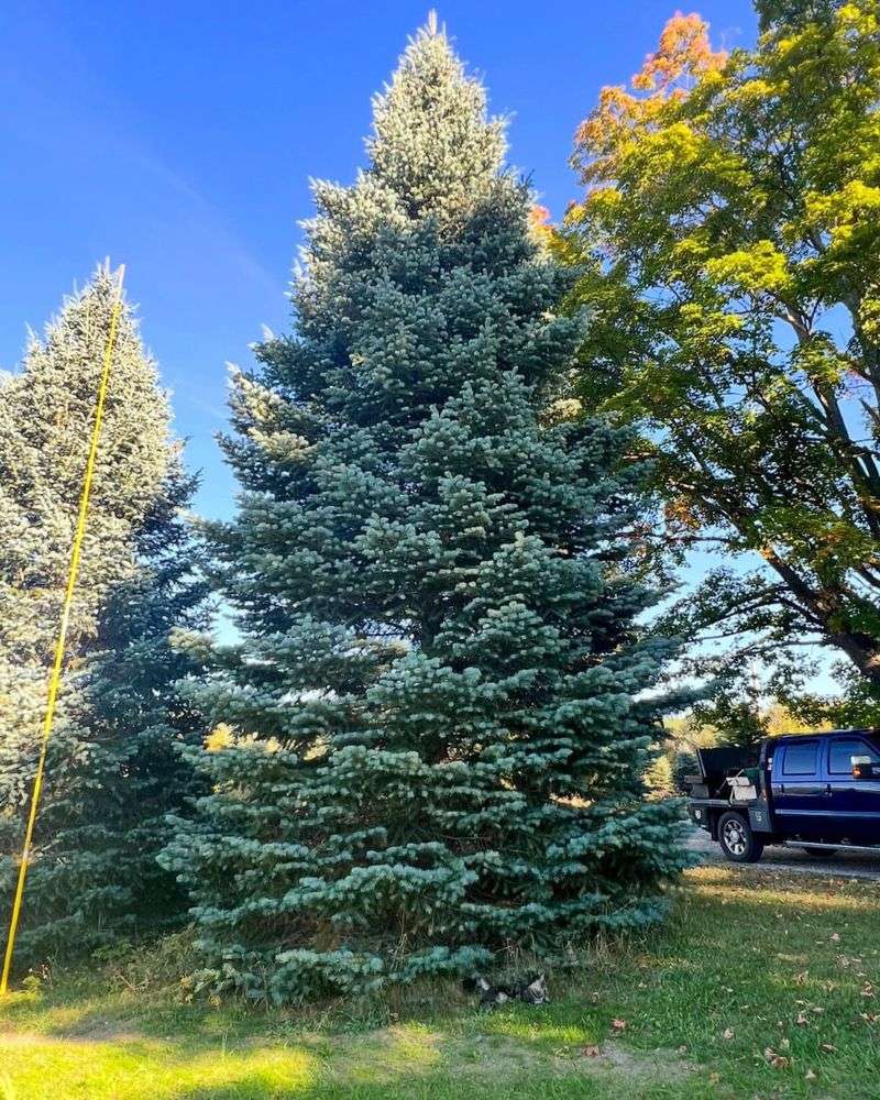 Concolor Fir