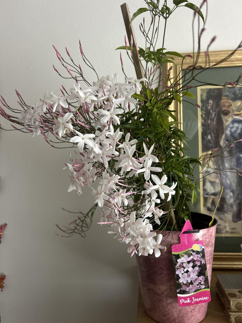 Jasmine (Indoor Types)