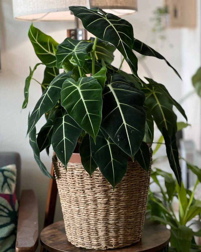 Alocasia