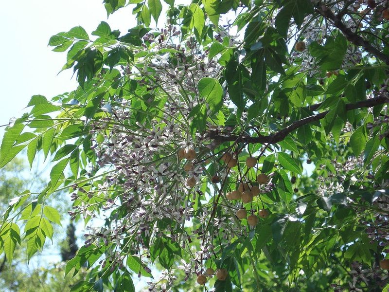 Chinaberry Tree