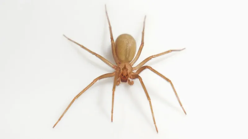 Brown Recluse Spider (Rare But Possible)