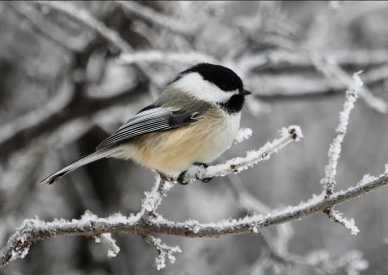 Carolina Chickadee