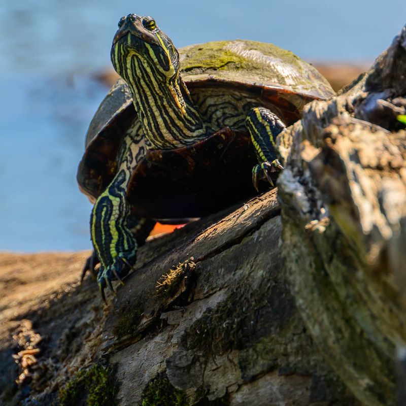 Painted Turtle