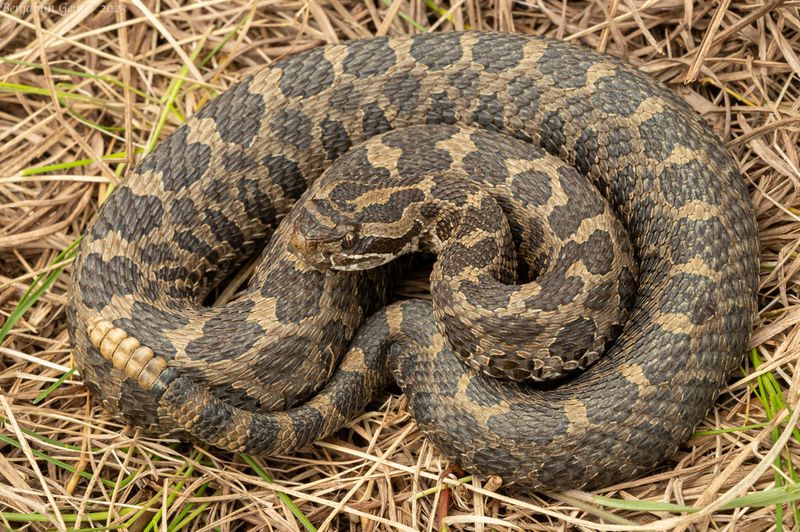 Eastern Massasauga Rattlesnake