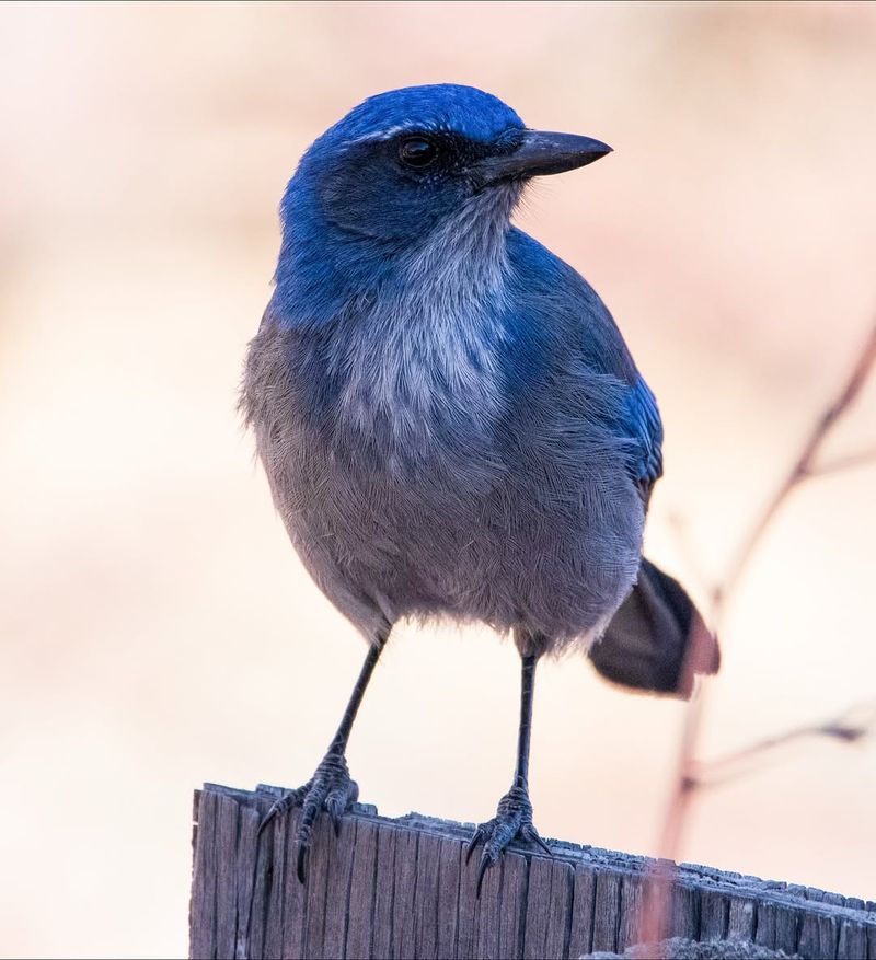 Woodhouse’s Scrub-Jay
