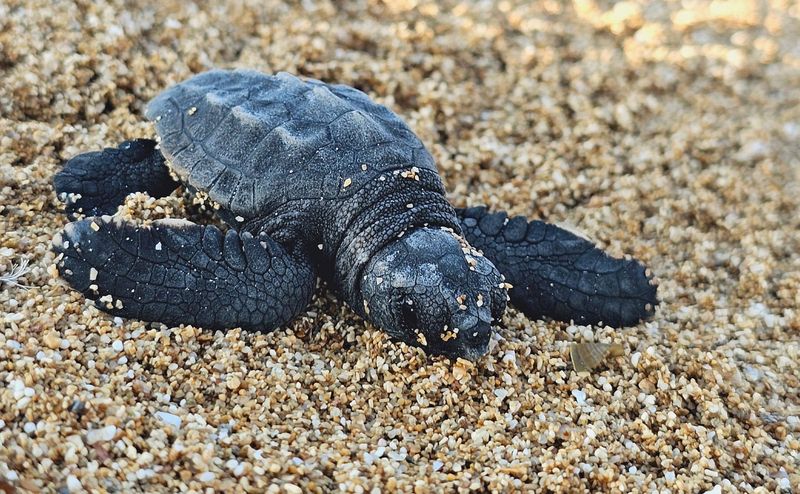 Loggerhead Sea Turtles