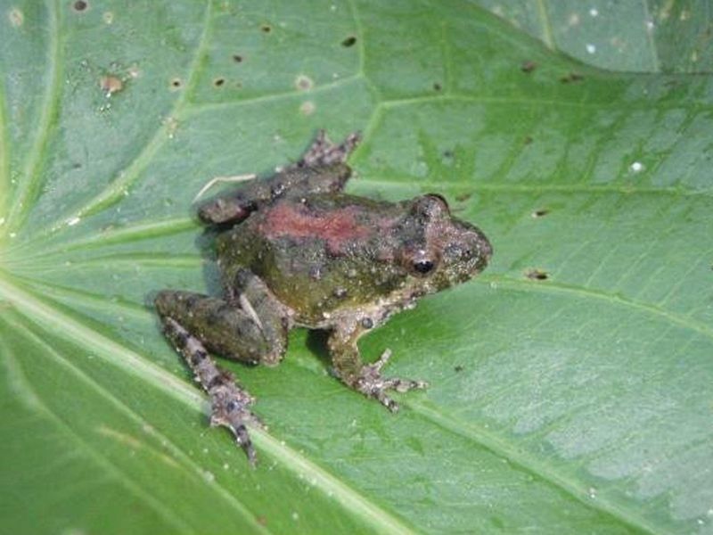 Blanchard's Cricket Frogs