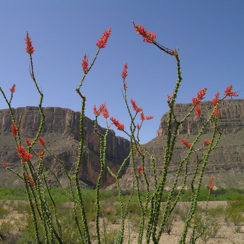 Blooms Are Short-Lived But Can Repeat