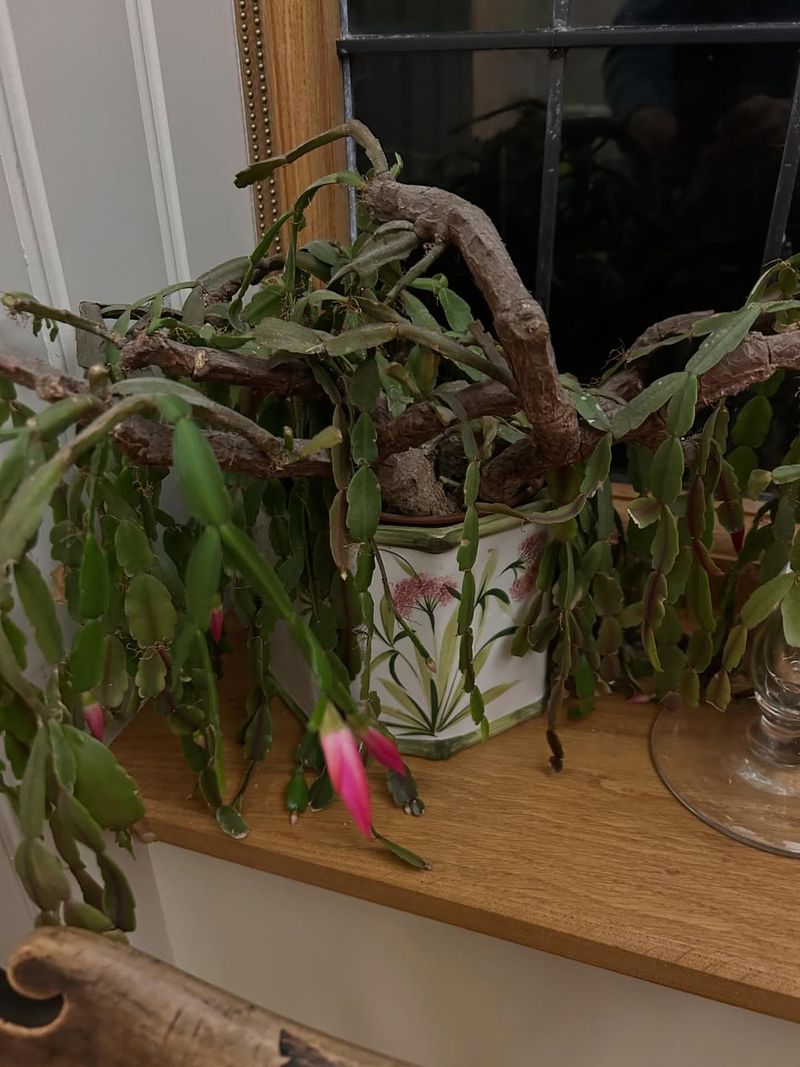 Poor Drainage In Pots