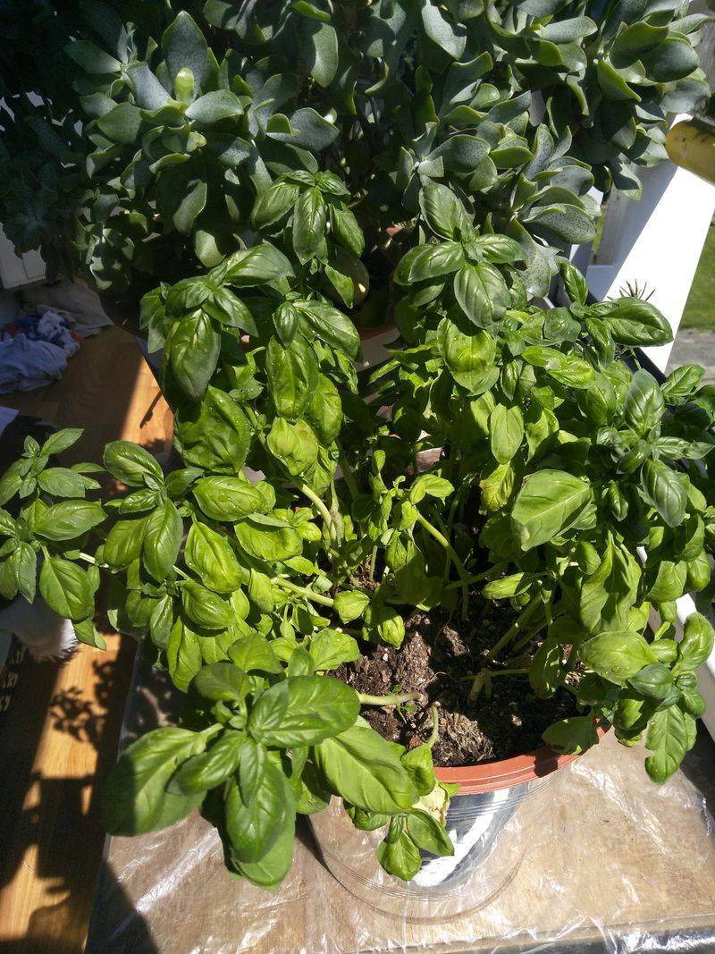 Skipping Regular Pinching And Harvesting