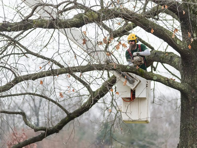 Over-Pruning Shrubs And Trees