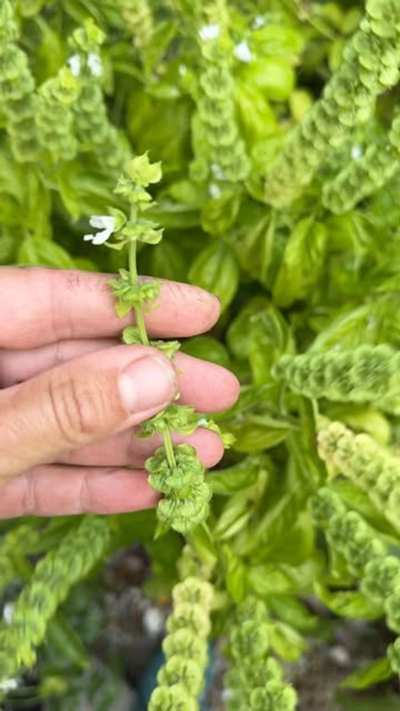 Letting Plants Flower Too Early