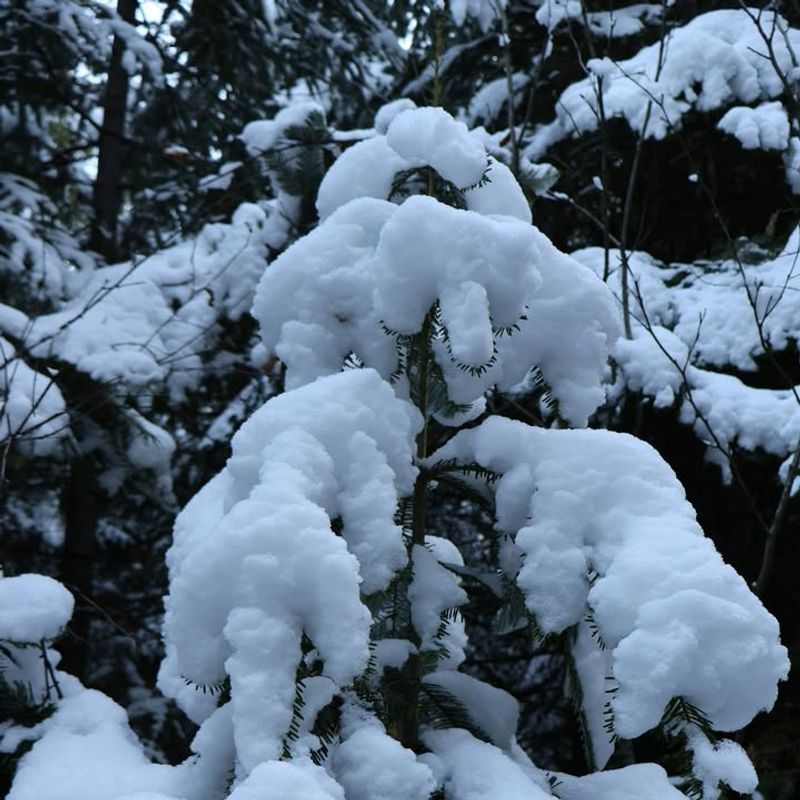 Broken Or Bent Branches From Heavy Snow Load