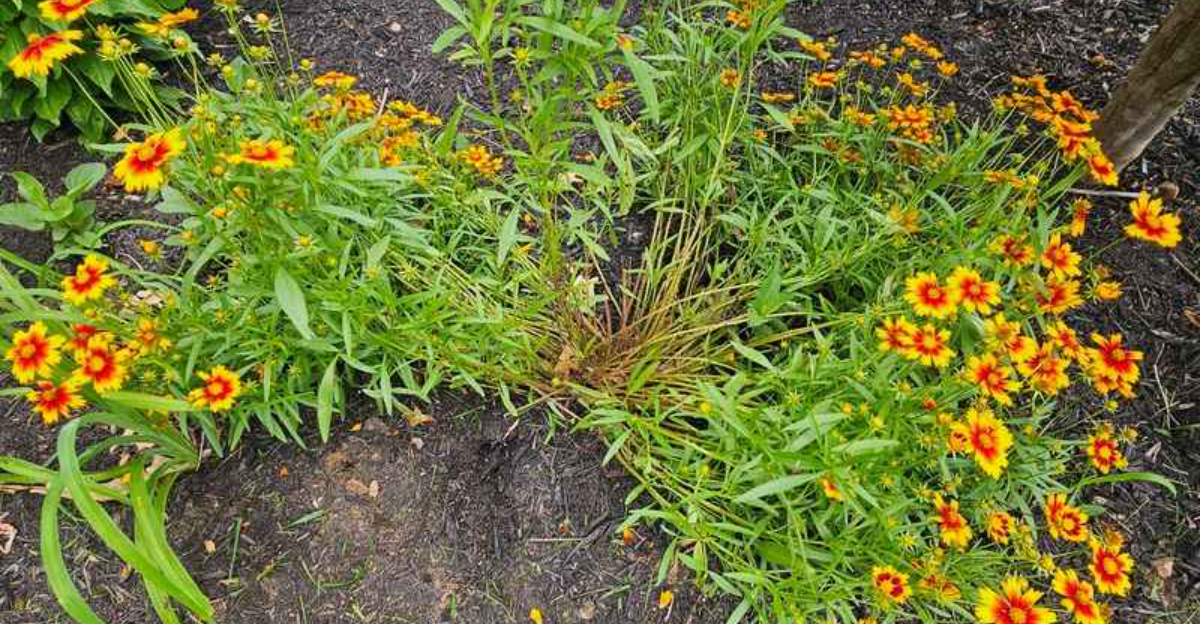 Not Sure How Winter Treated Your Garden? 11 Signs Snow May Have Caused Damage In New York