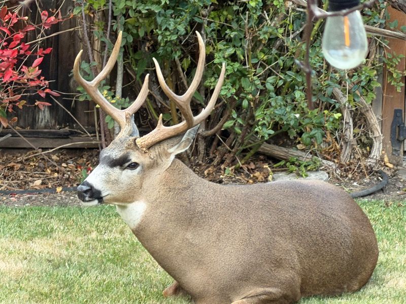 Avoid Chasing Or Cornering The Deer