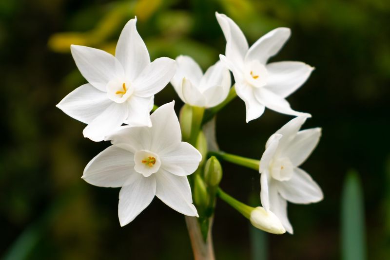 December – Narcissus (Meaning + Texas Growing Tips)