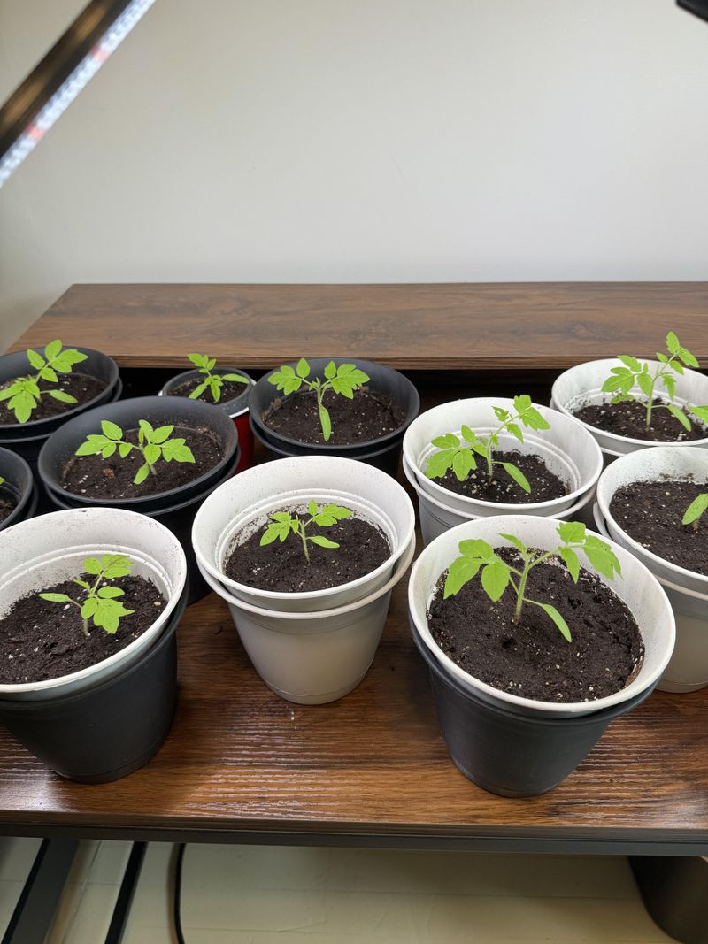 Is It Time To Transplant Your Tomatoes?