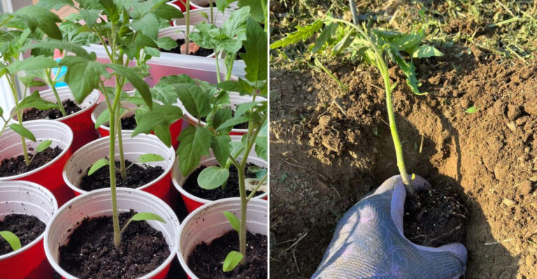 tomato seedling transplant