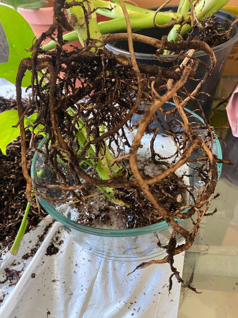 Root Rot From Poor Drainage