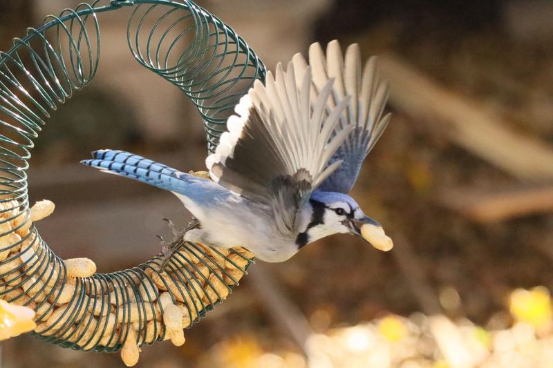 Peanuts Pack Protein and Fat