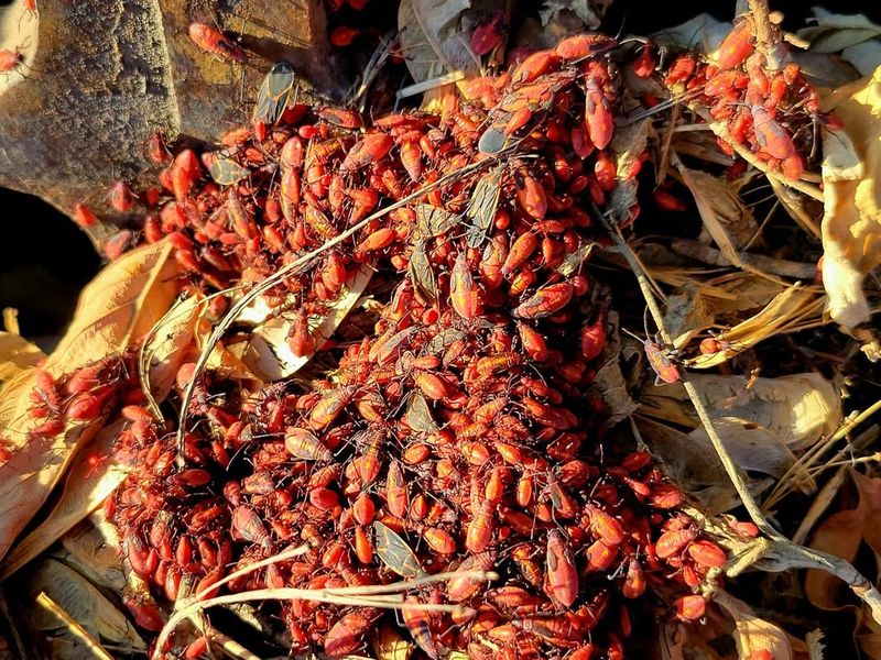 They Feed On Seeds And Plant Fluids