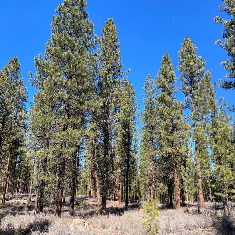 Pine Trees Near Structures Or Utilities