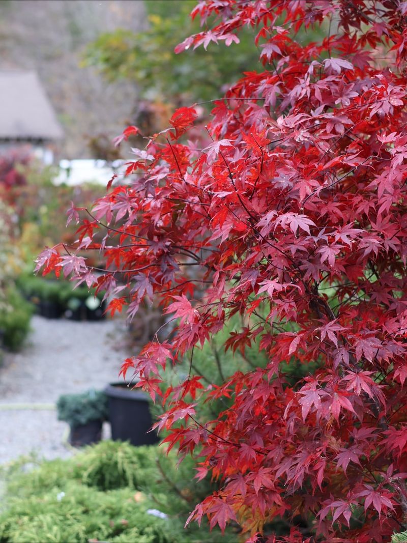 Japanese Maple
