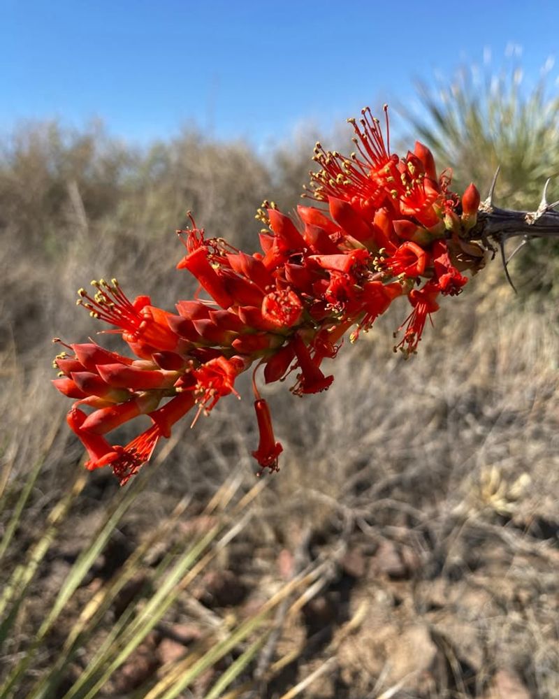 Winter Rains Trigger Rapid Leafing And Flowering